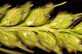 Common Barnyard Grass